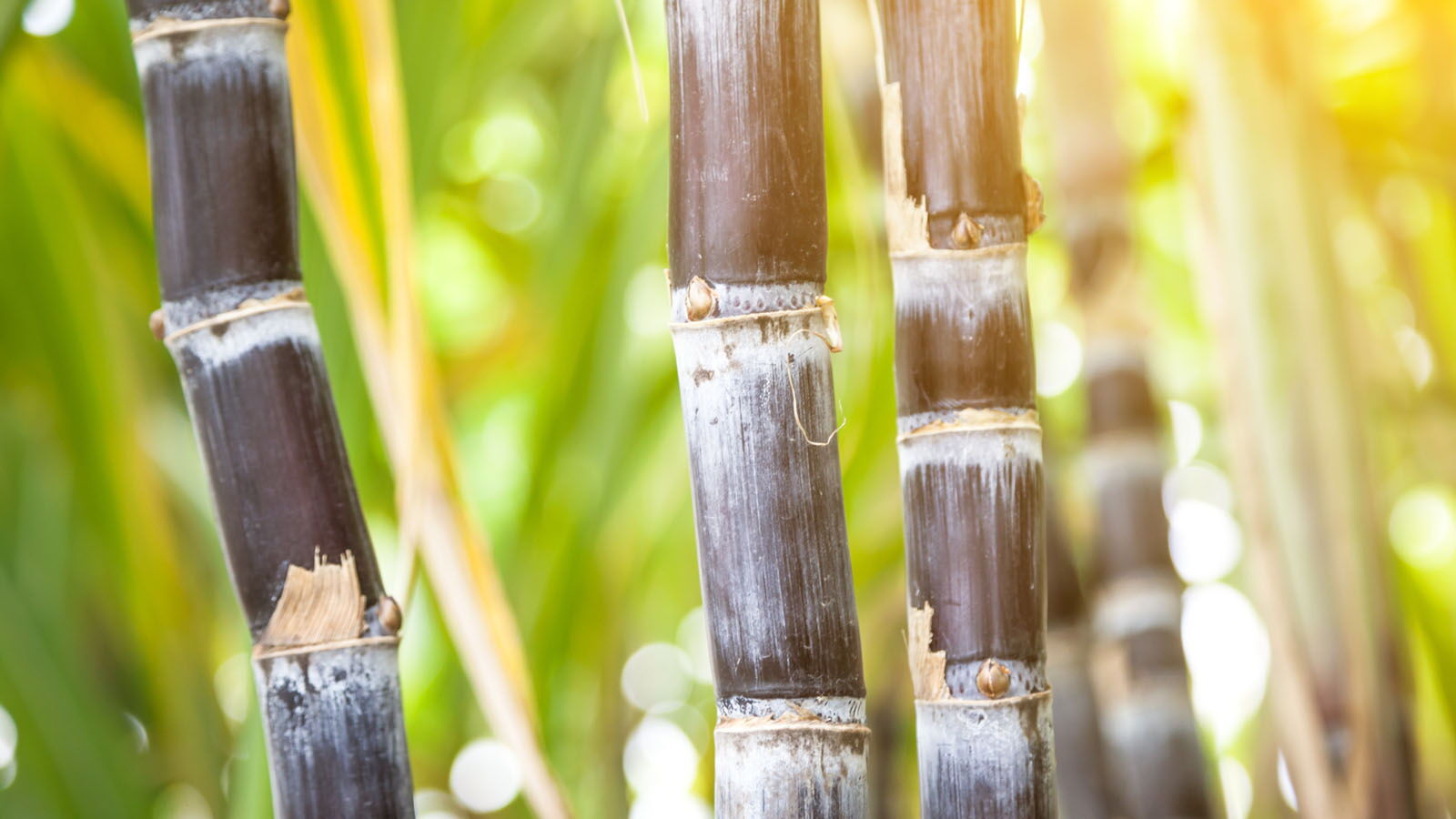 Zuckerrohre: Der Ursprung des nachhaltigen Kartonmaterials